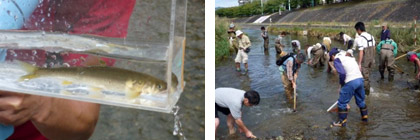 鮎の産卵場整備活動