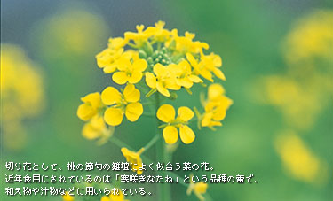 �؂�ԂƂ��āA���̐ߋ�̐��d�ɂ悭�������؂̉ԁB�ߔN�H�p�ɂ���Ă���̂́u���炫�Ȃ��ˁv�Ƃ����i����Q�ŁA�a������`���Ȃǂɗp�����Ă���B