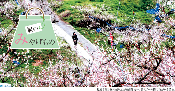 旅のみやげもの 見渡す限り梅の花が広がる南部梅林。約7万本の梅の花が咲き誇る。