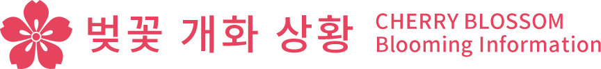 벚꽃 개화 상황