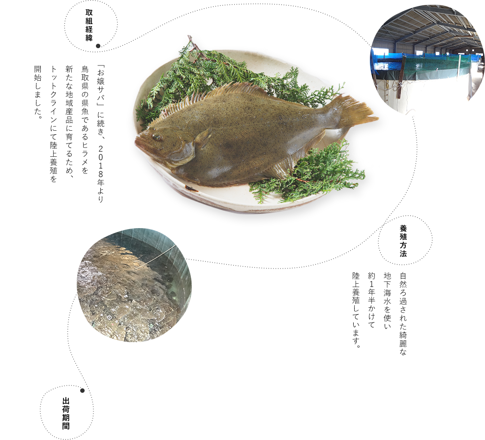 取組経緯 お嬢サバ」に続き、２０１８年より鳥取県の県魚であるヒラメを新たな地域産品に育てるため、トットクラインにて陸上養殖を開始しました。
                            養殖方法 自然ろ過された綺麗な地下海水を使い約１年半かけて陸上養殖しています。